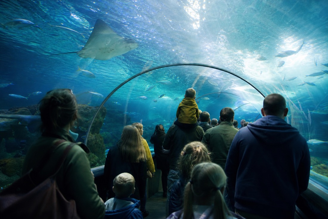 SEA LIFE Brighton Admission Ticket