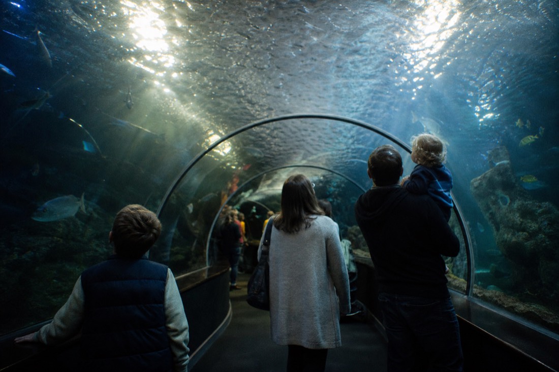 How do you get to SEA LIFE Brighton on the bus tour? in Brighton