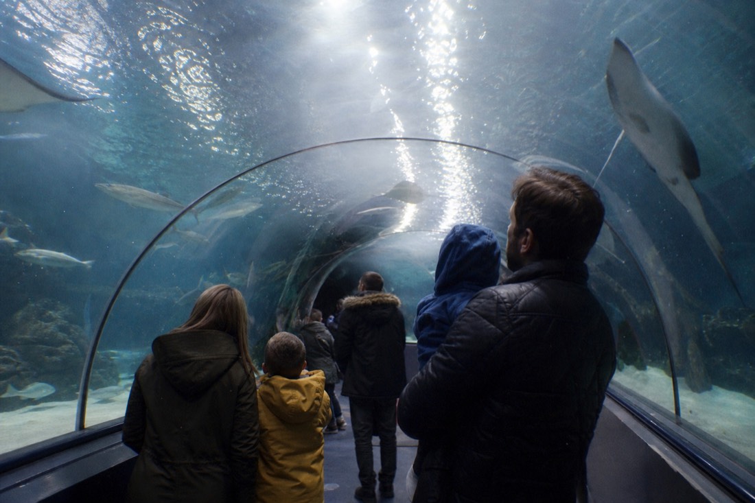 What is there to do near SEA LIFE Brighton? in Brighton